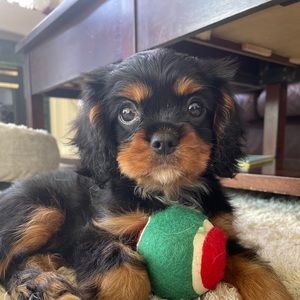 Meet your Posher, Abby